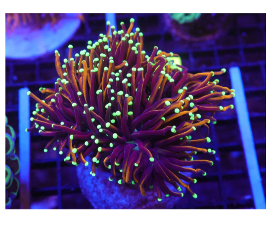 Hellfire Torch 1 Head – Marine Aquarium Mariculture