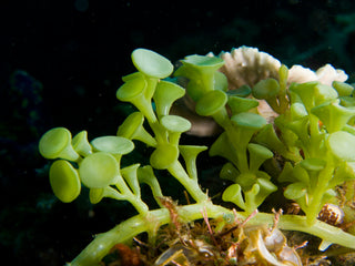 Peltata Caulerpa Macro Algae