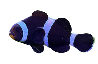 Black and White Clownfish