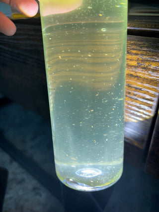 Live Copepods- Apocyclops