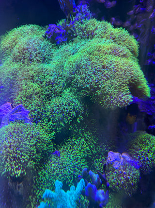 Green Star Polyps