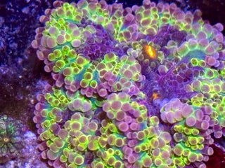 Solomon Island Rainbow Yuma Mushroom