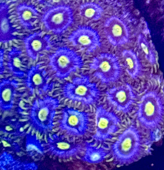 Blueberry Fields Zoanthid