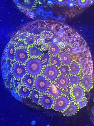 Blowpop Zoanthid