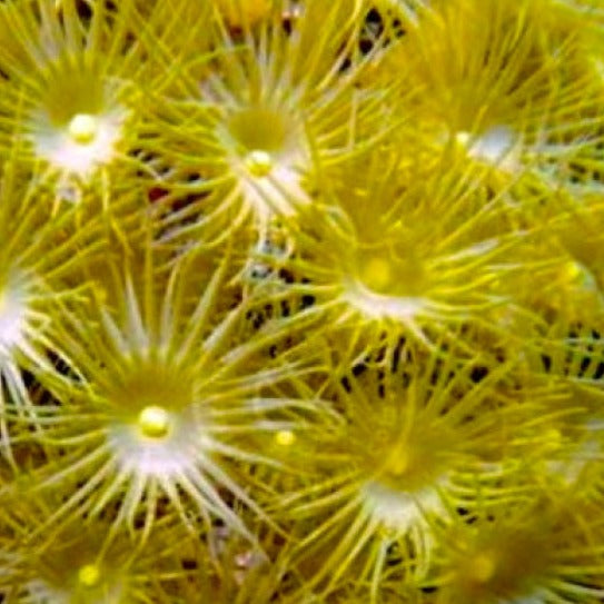 Yellow Polyp Soft Coral (5-10 Polyps) – Marine Aquarium Mariculture